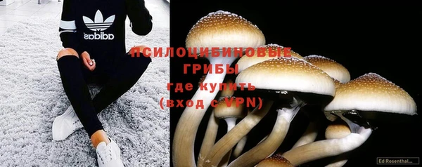стафф Аркадак